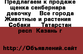 Предлагаем к продаже щенка сенбернара - девочку. - Все города Животные и растения » Собаки   . Татарстан респ.,Казань г.